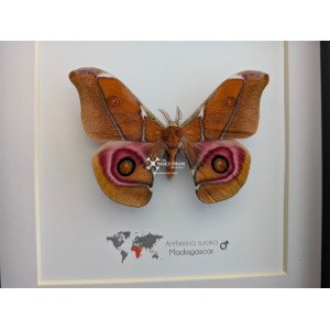 ANTHERINA SURAKA